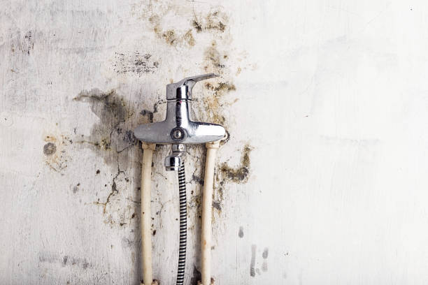 Best Professional Mold Removal  in Jonesboro, IL