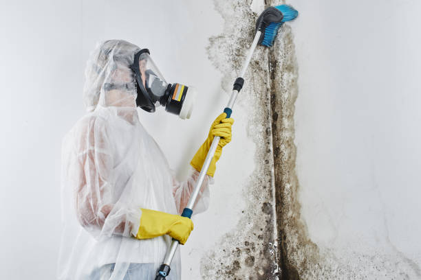 Best Home Mold Removal  in Jonesboro, IL