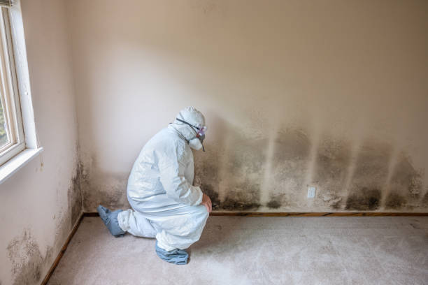 Trusted Jonesboro, IL Mold Removal Experts