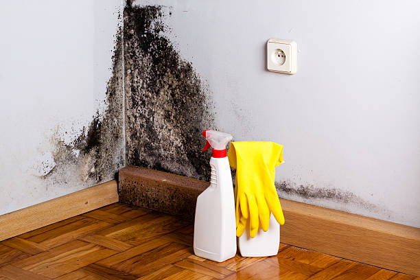 Best Crawl Space Mold Removal  in Jonesboro, IL