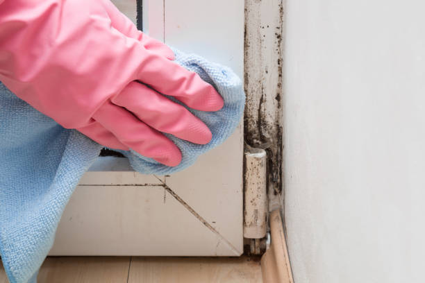 Best Office Mold Removal Services  in Jonesboro, IL