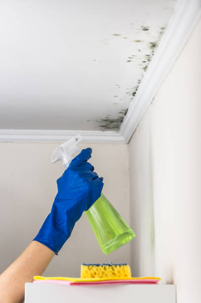 Best Commercial Mold Removal  in Jonesboro, IL