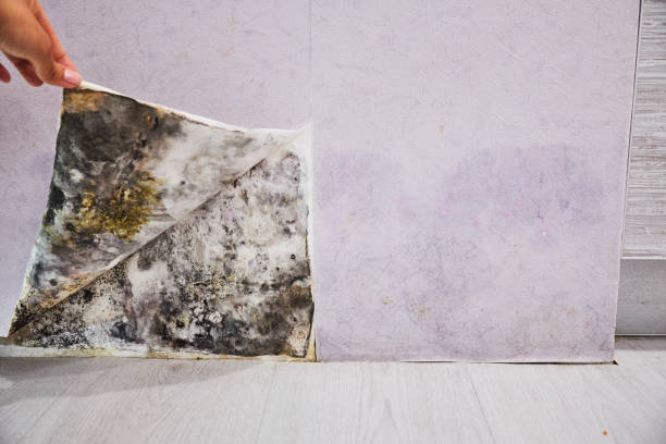 Best Water Damage Restoration  in Jonesboro, IL